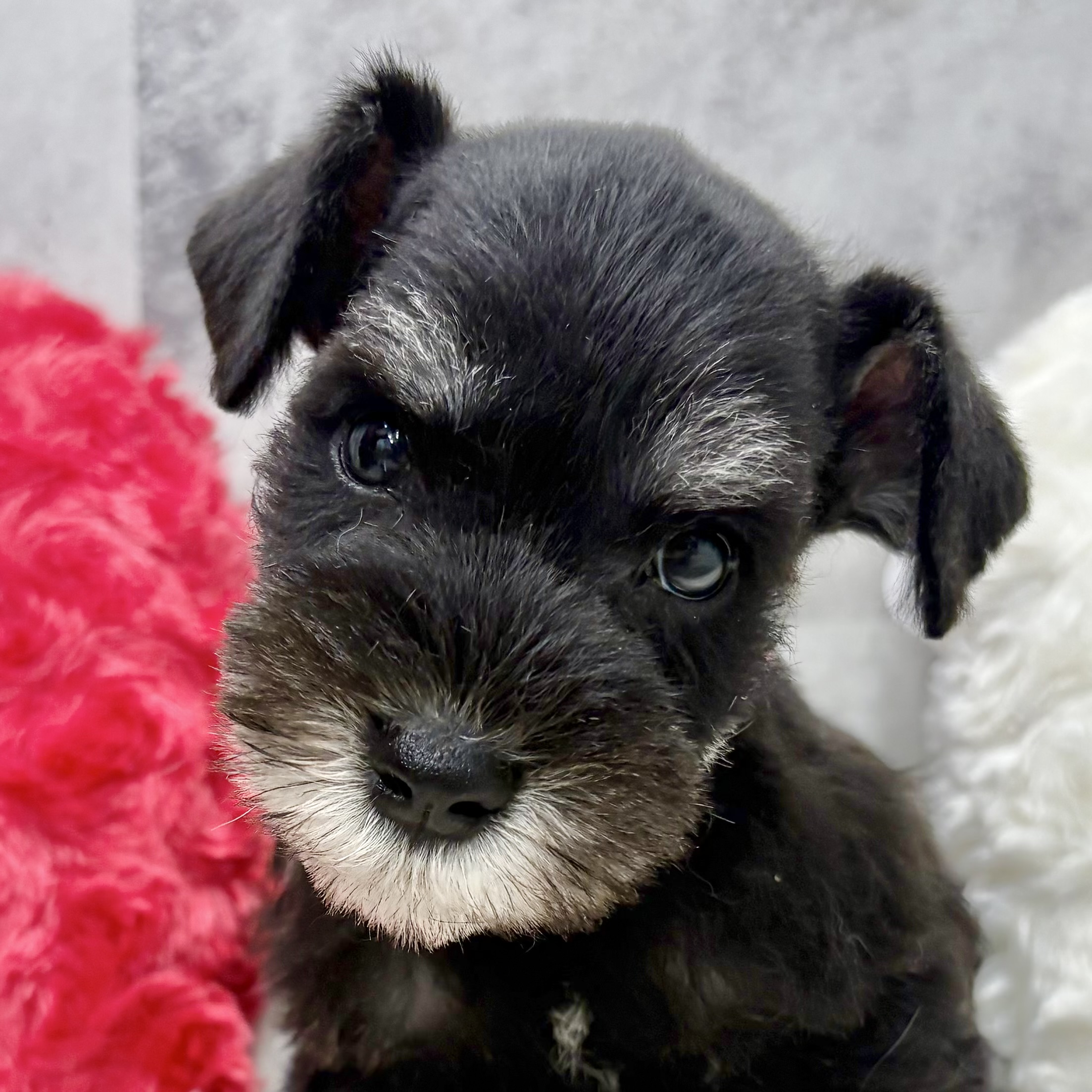 ミニチュアシュナウザー男の子の写真