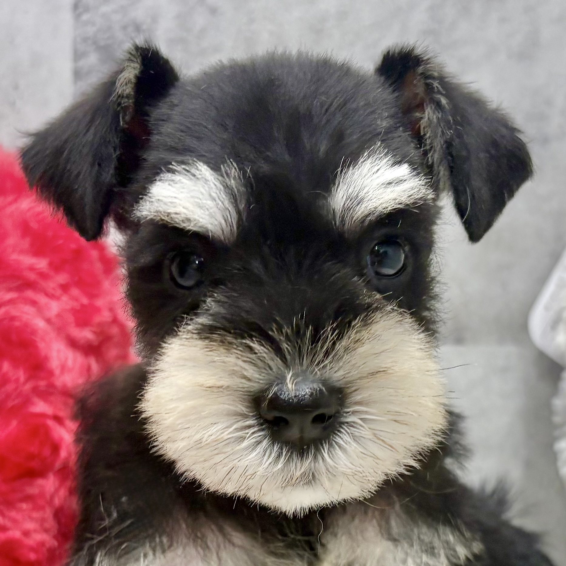 ミニチュアシュナウザー女の子の写真