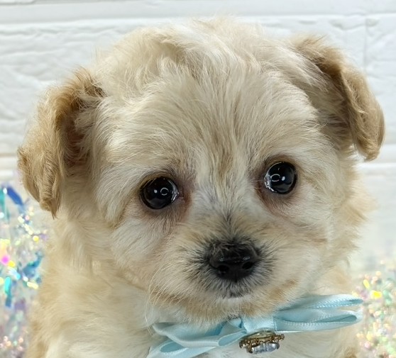 ハーフ犬女の子の写真