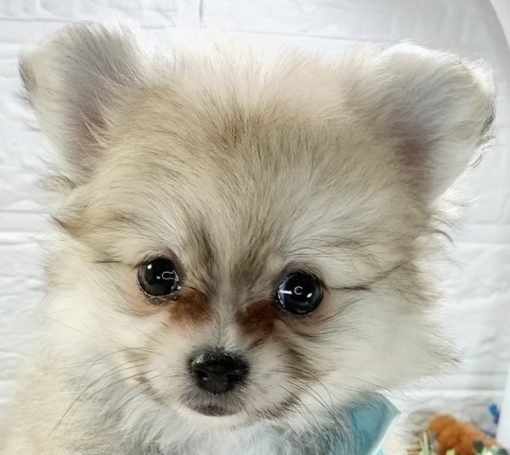 ハーフ犬女の子の写真