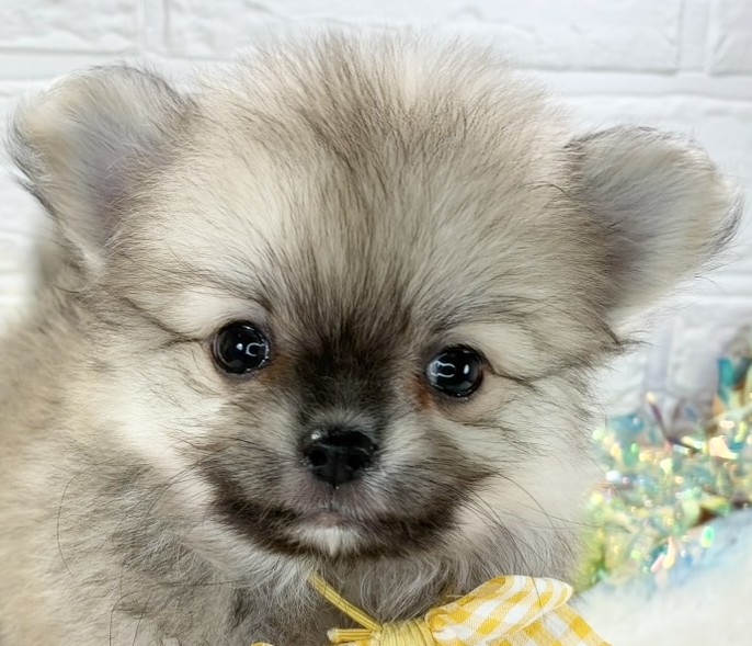 ハーフ犬男の子の写真