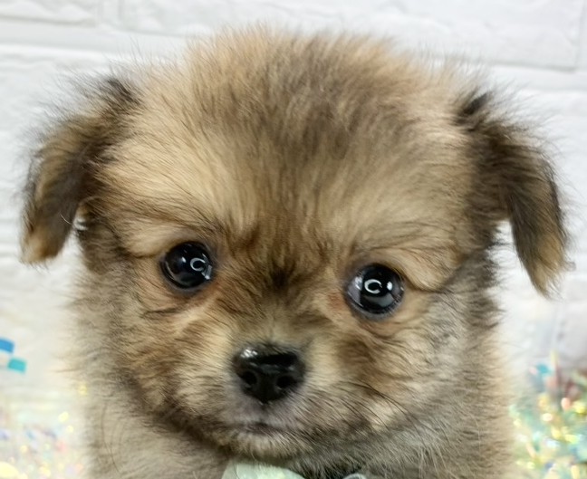 ハーフ犬女の子の写真