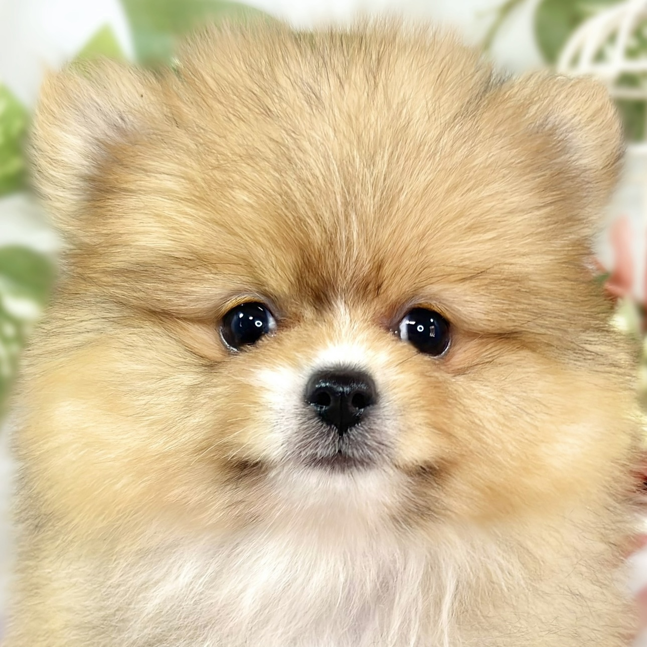 ポメラニアン女の子の写真