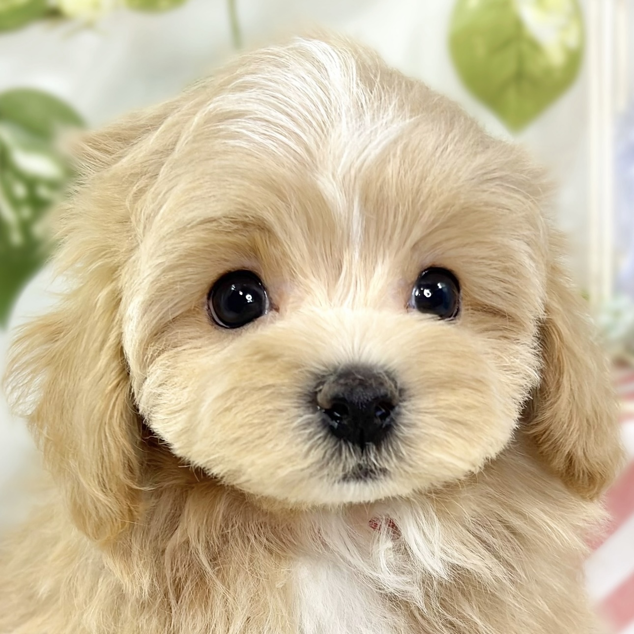 ハーフ犬男の子の写真