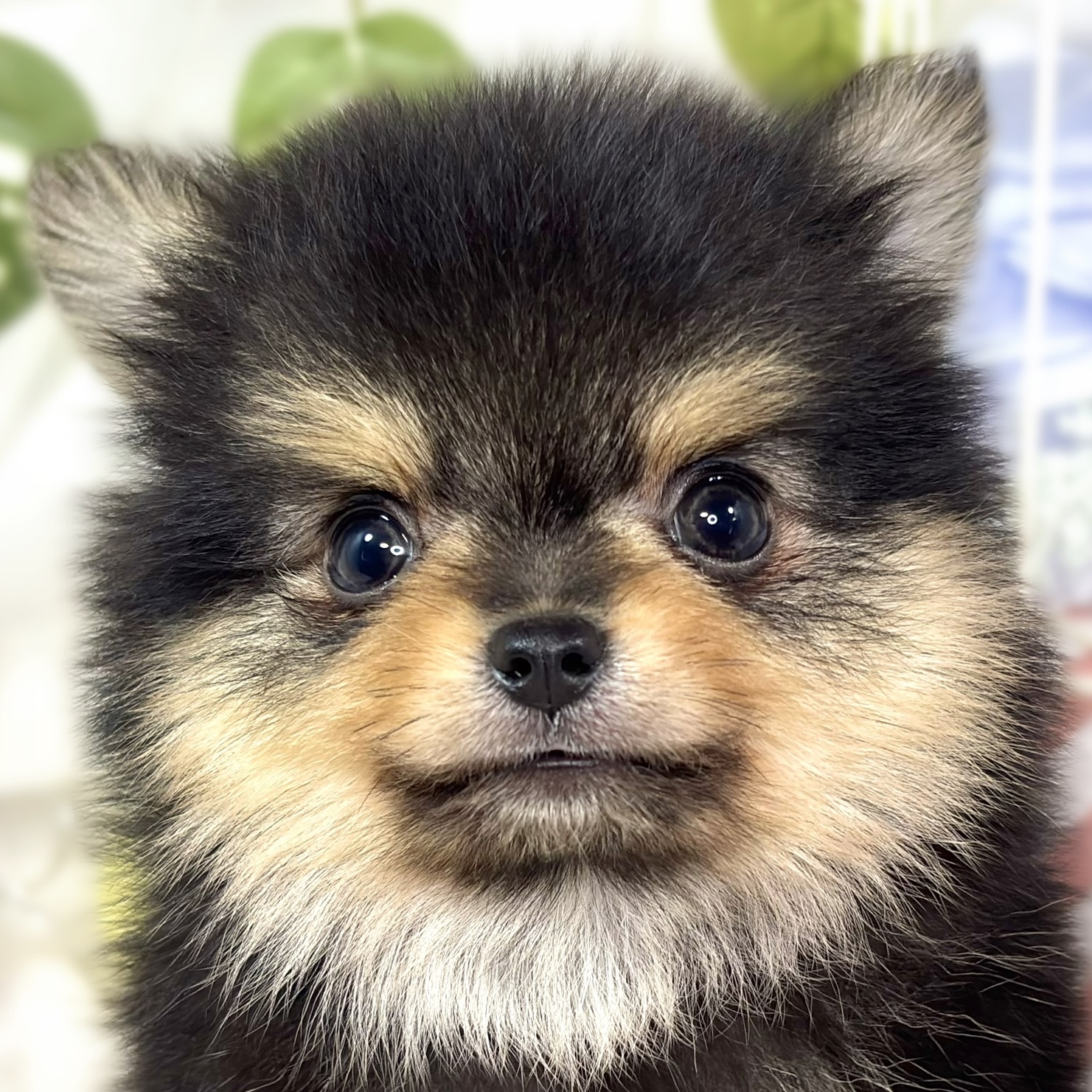 ハーフ犬男の子の写真