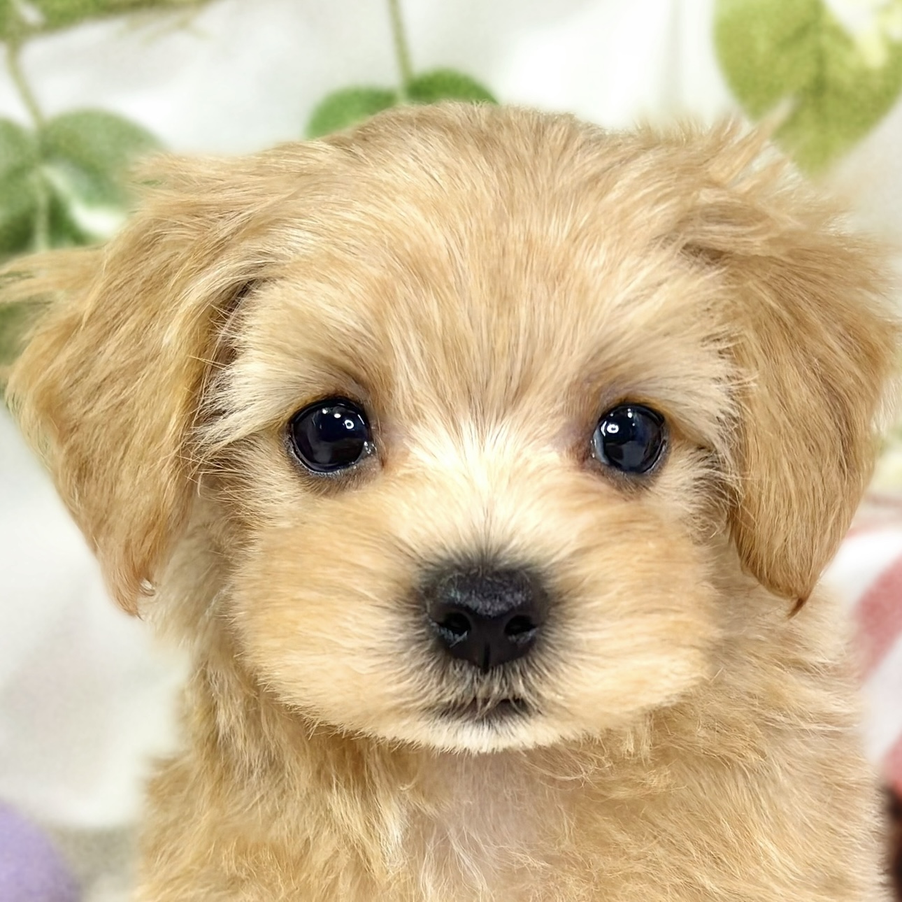 ハーフ犬男の子の写真