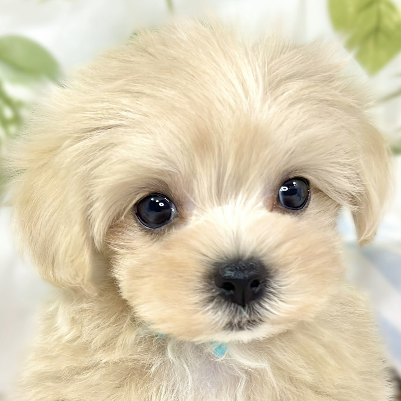 ハーフ犬女の子の写真