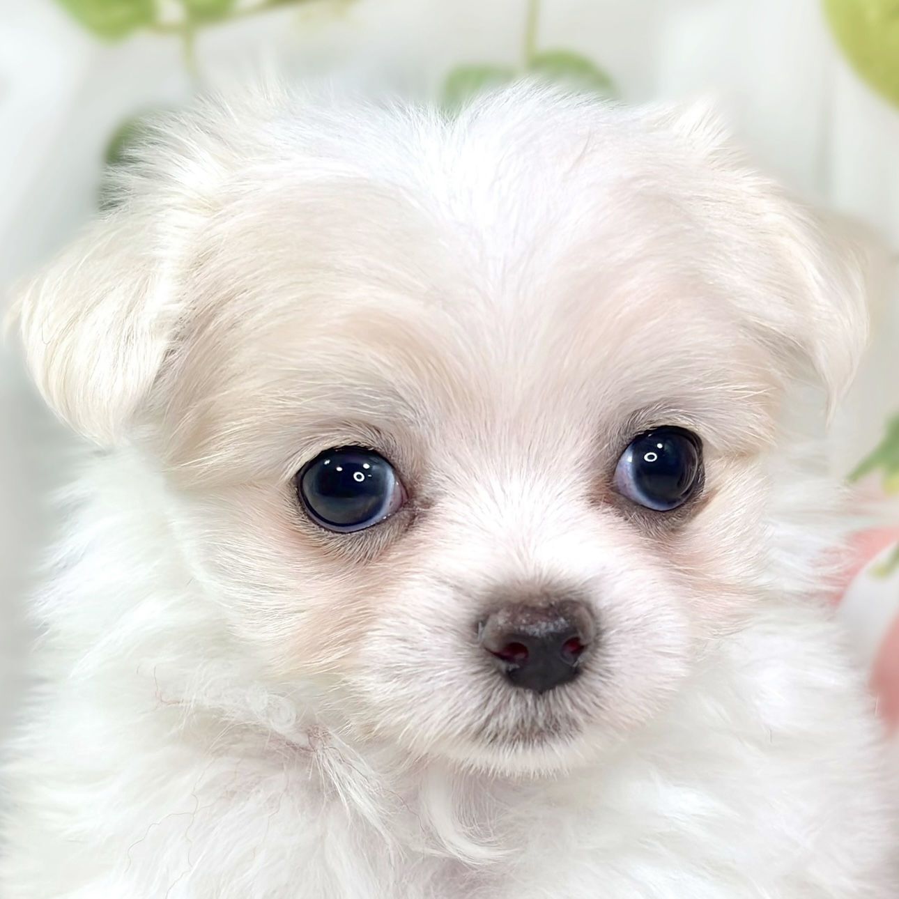 ハーフ犬女の子の写真