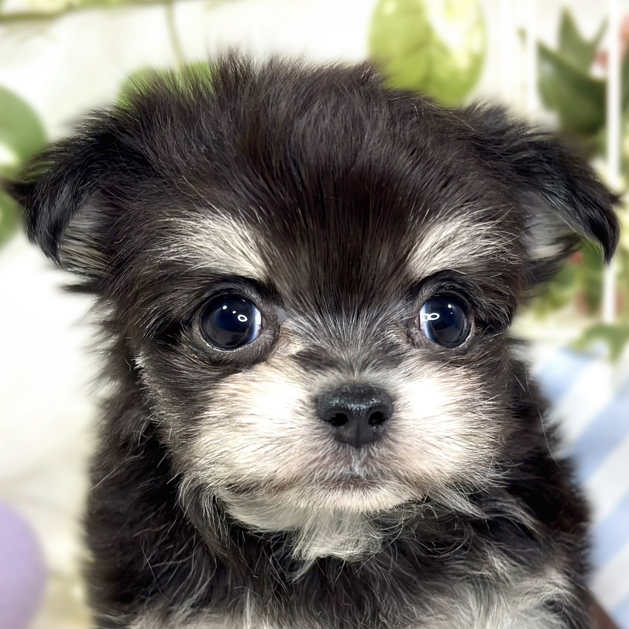 ハーフ犬女の子の写真