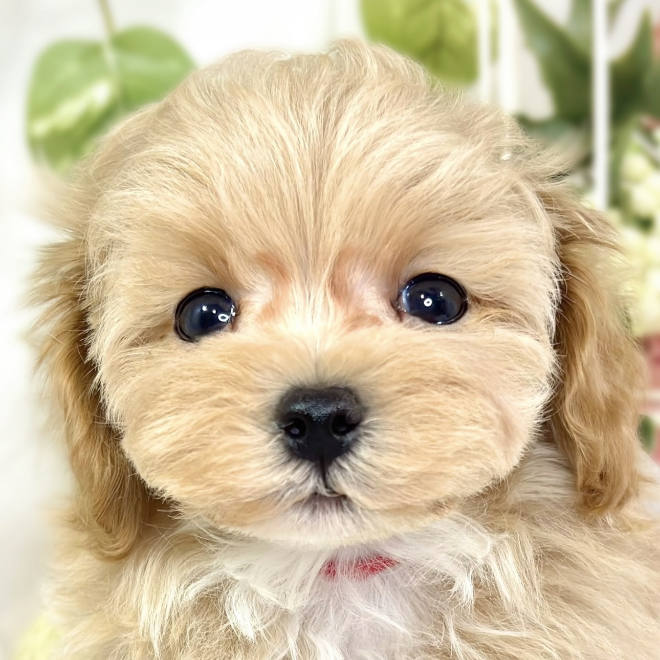 ハーフ犬女の子の写真