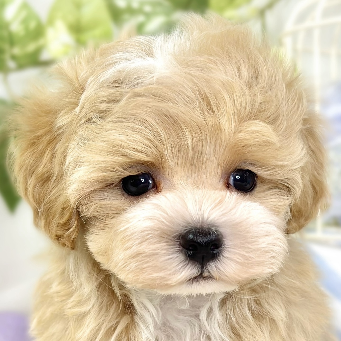 ハーフ犬男の子の写真