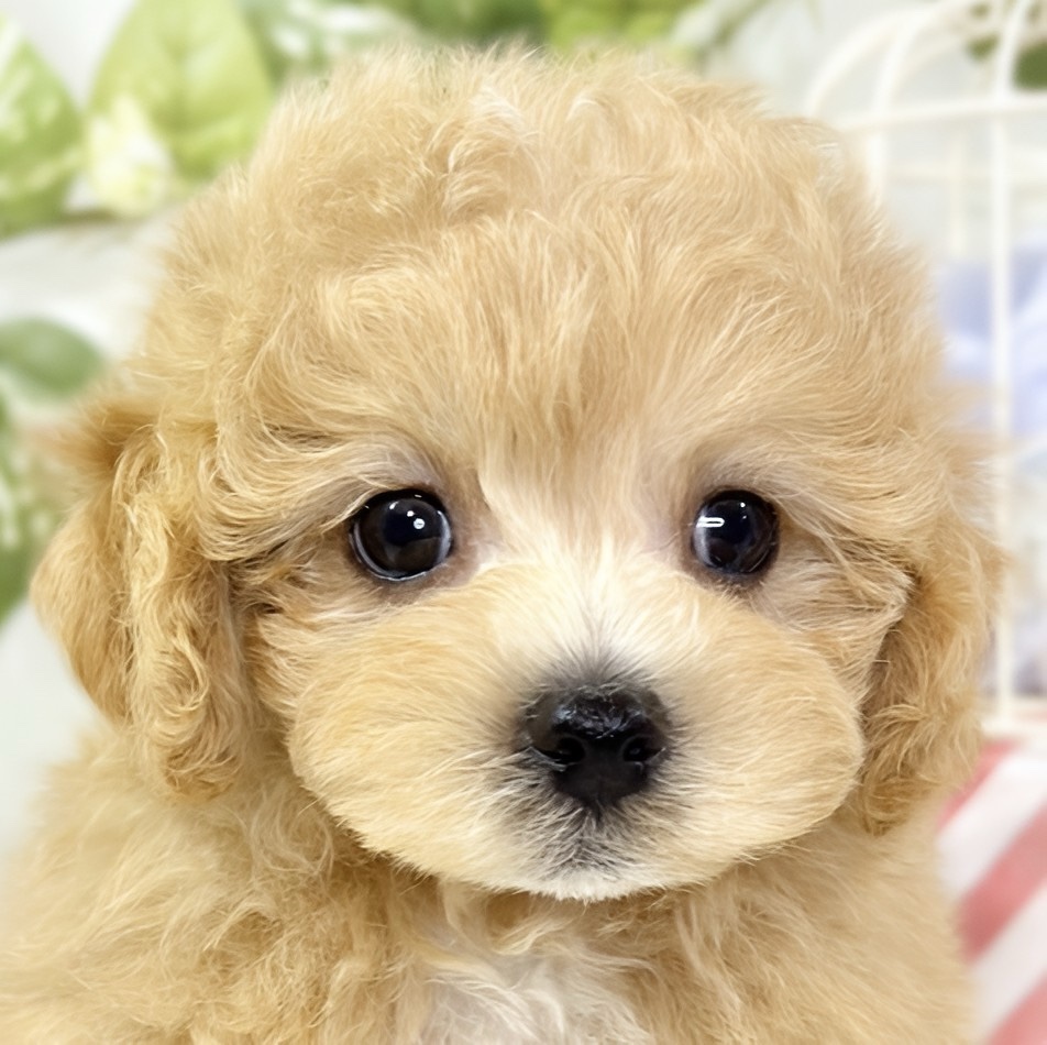 ハーフ犬男の子の写真