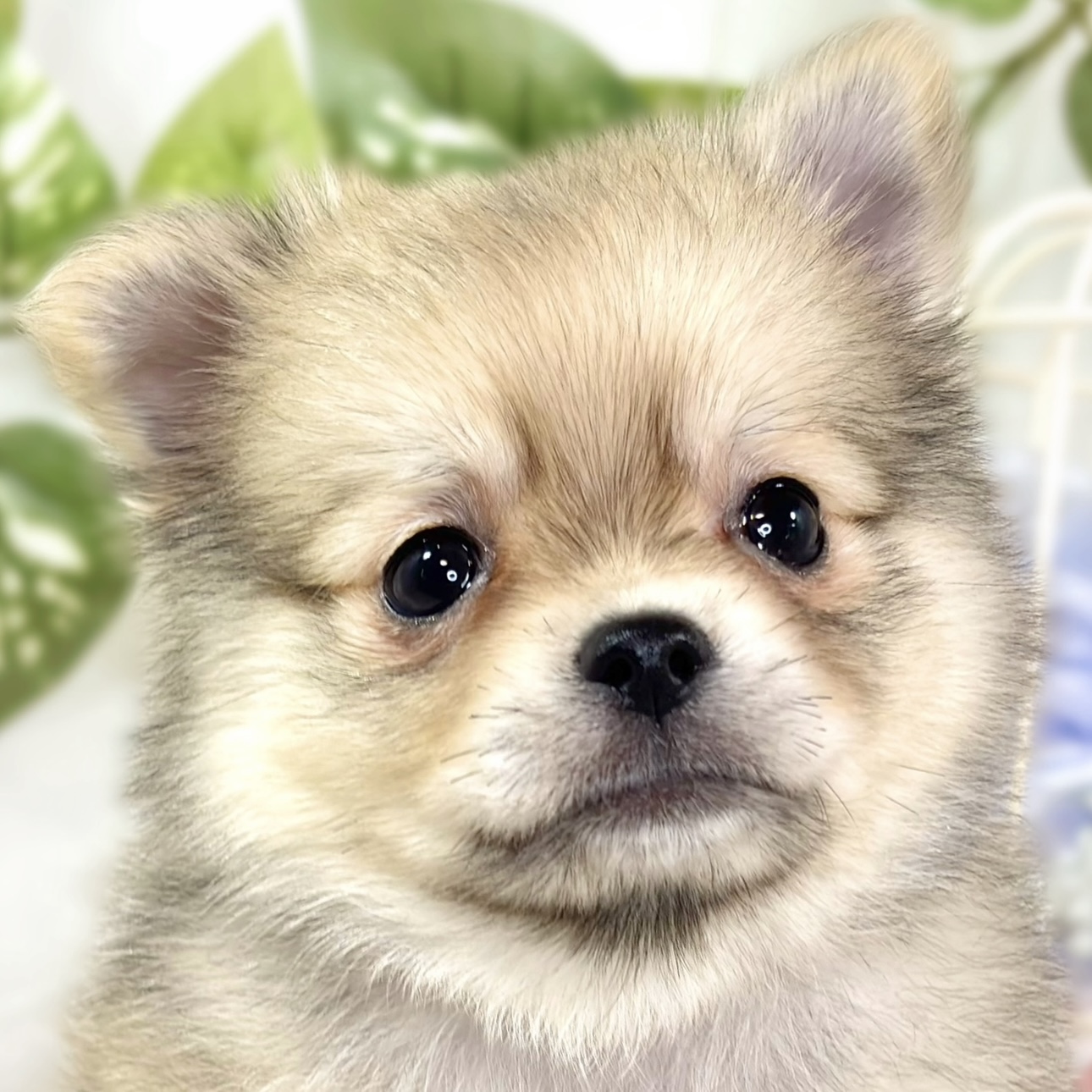 ハーフ犬男の子の写真