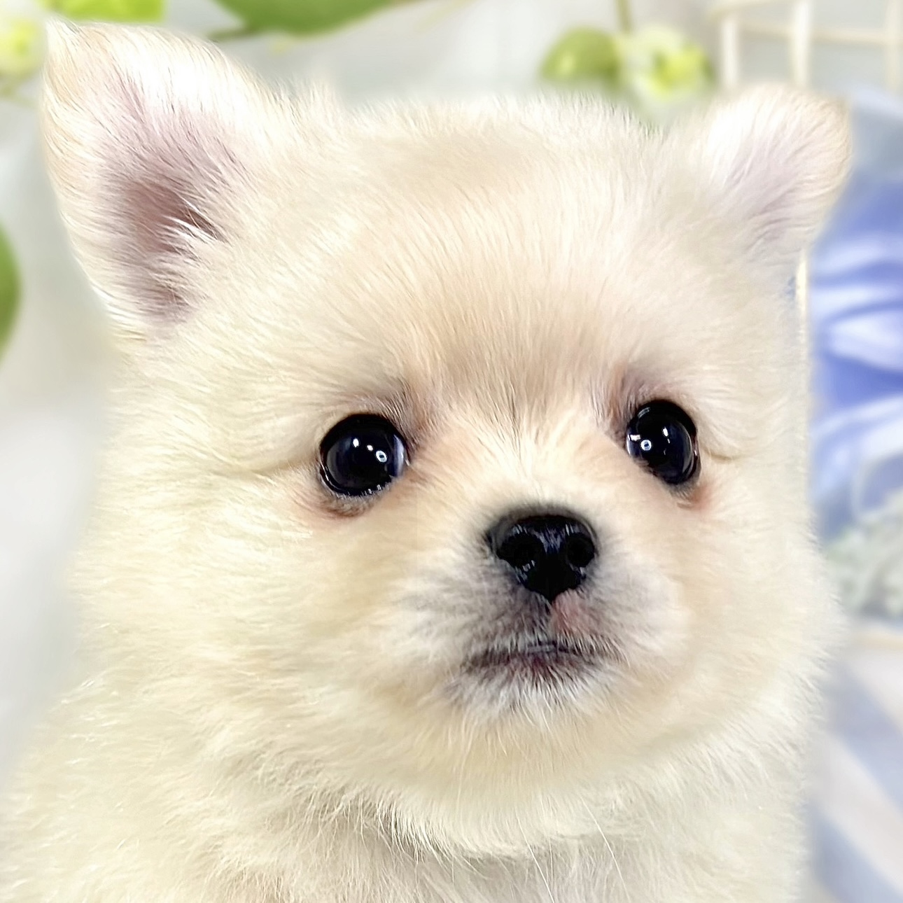 ハーフ犬男の子の写真