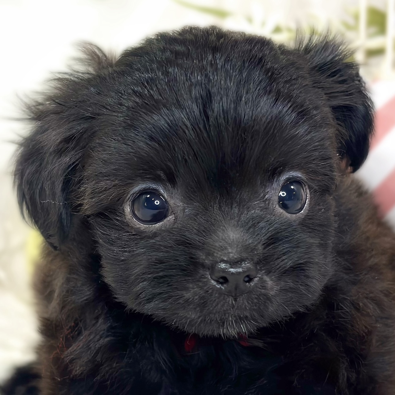 ハーフ犬男の子の写真