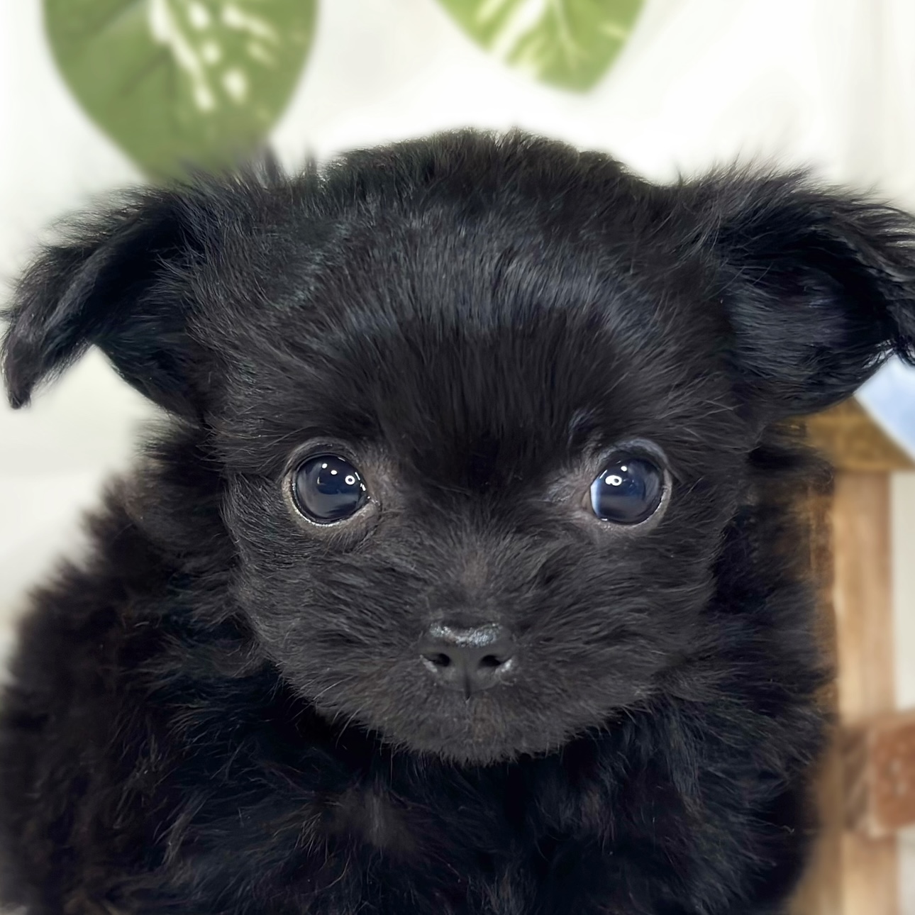 ハーフ犬女の子の写真
