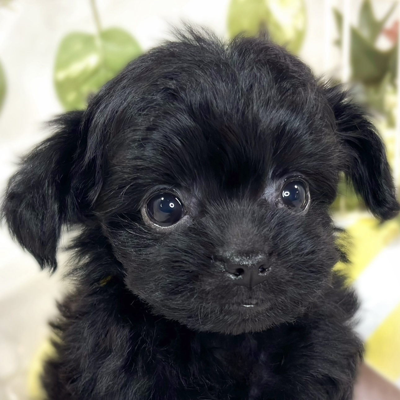 ハーフ犬女の子の写真