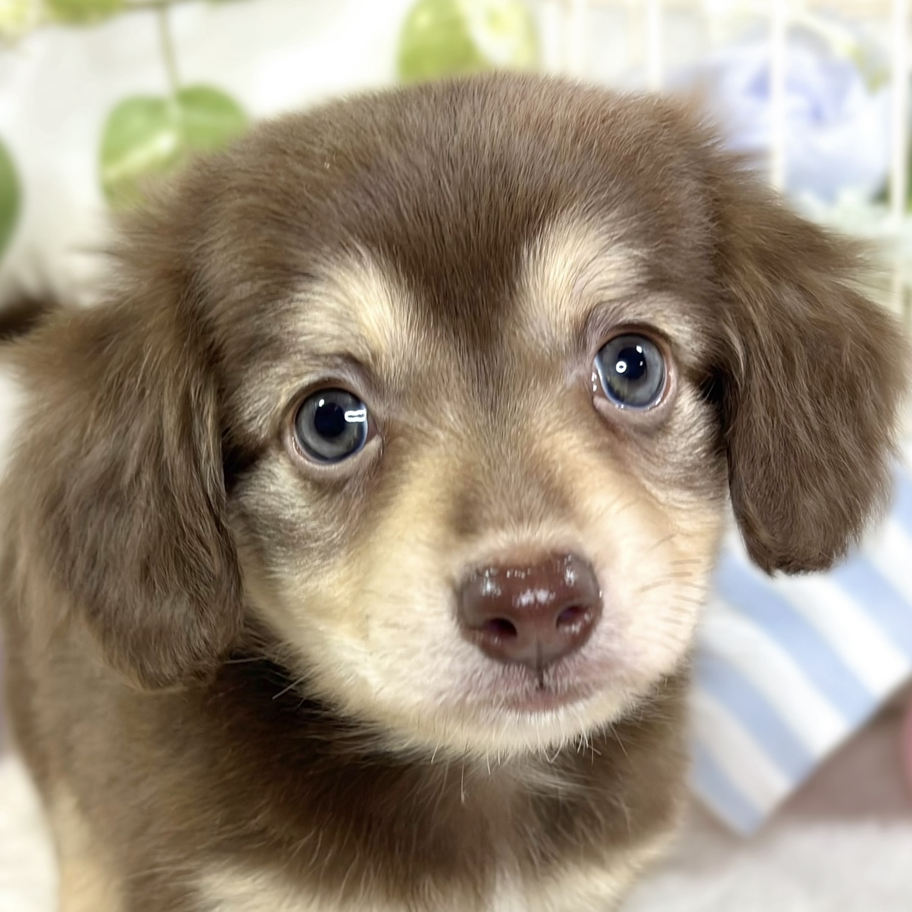 ハーフ犬男の子の写真