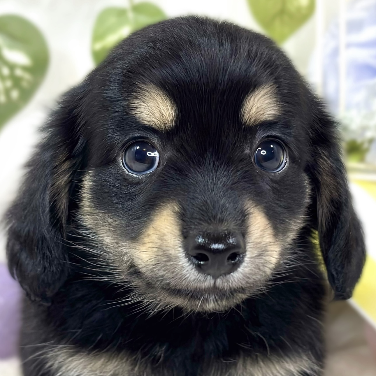 ハーフ犬男の子の写真