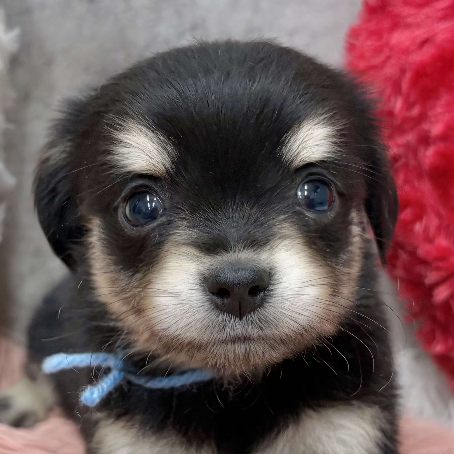 ミックス犬女の子の写真
