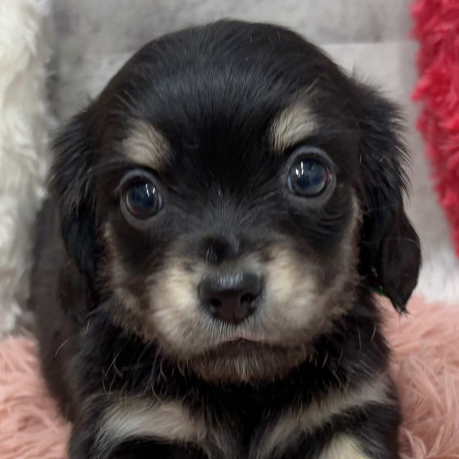 ミックス犬女の子の写真