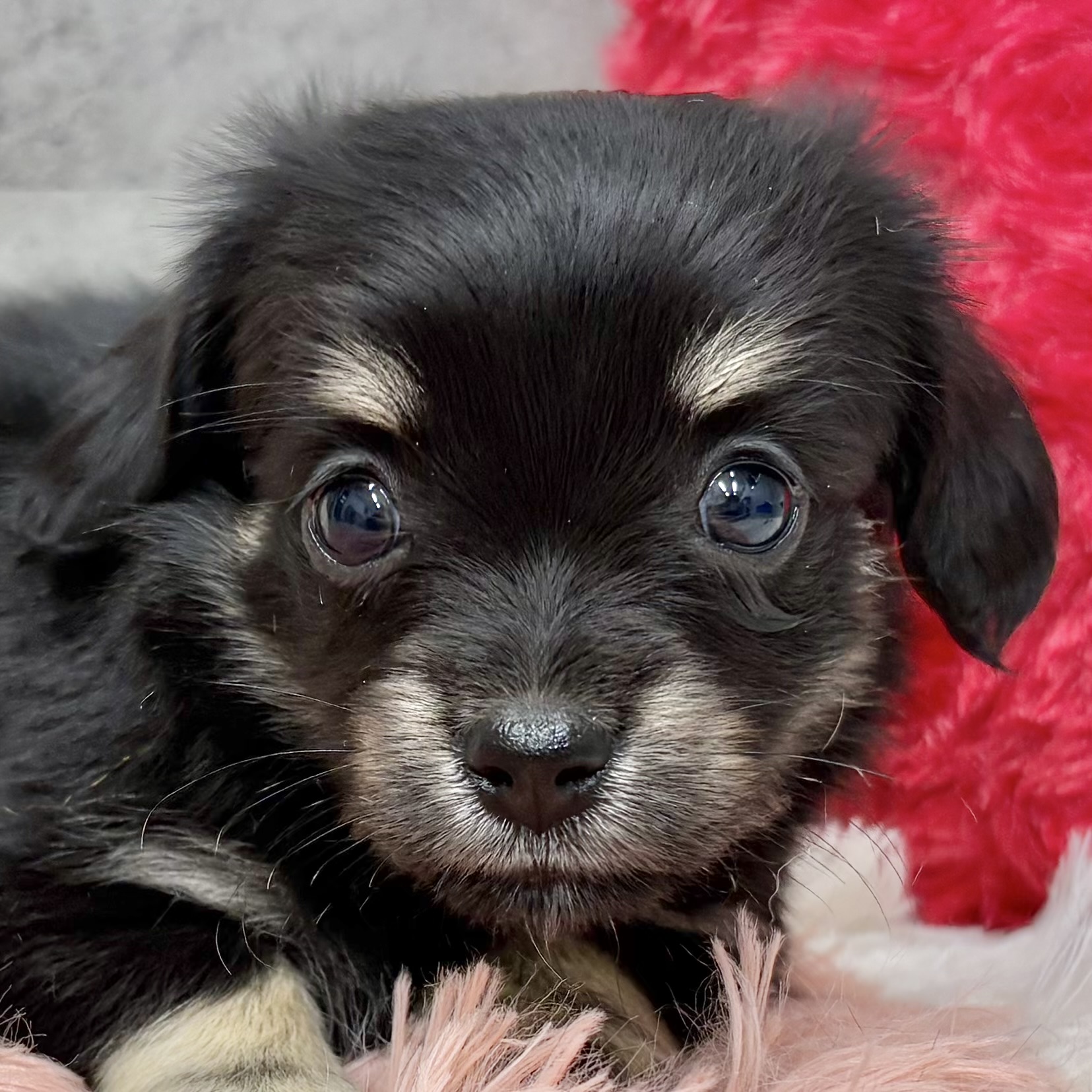 ミックス犬女の子の写真