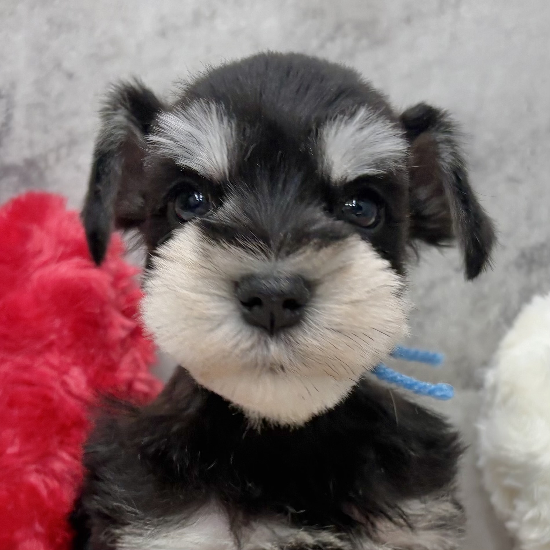 ミニチュアシュナウザー女の子の写真