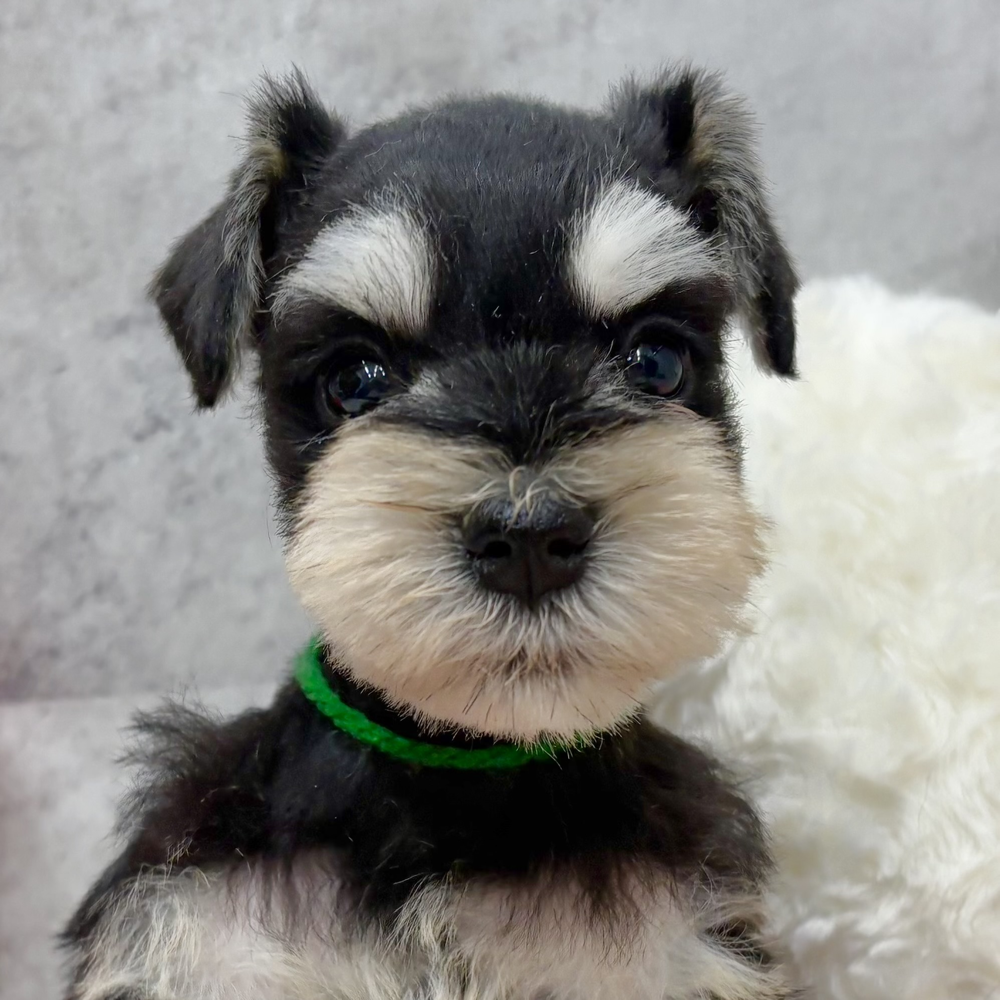 ミニチュアシュナウザー女の子の写真