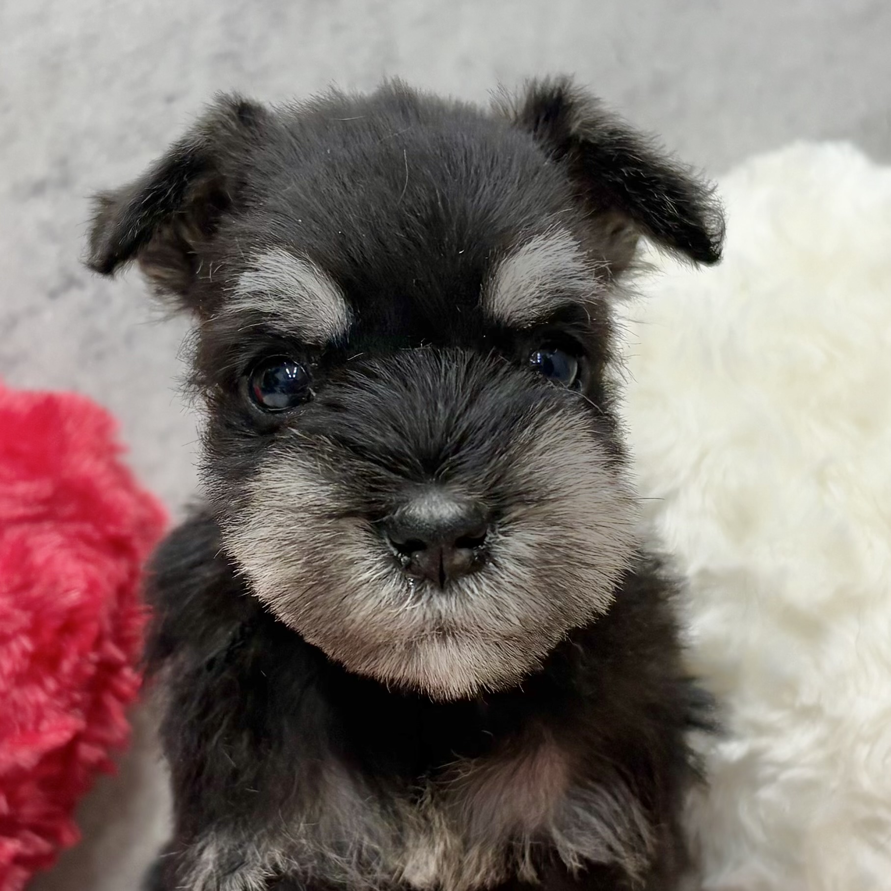 ミニチュアシュナウザー女の子の写真