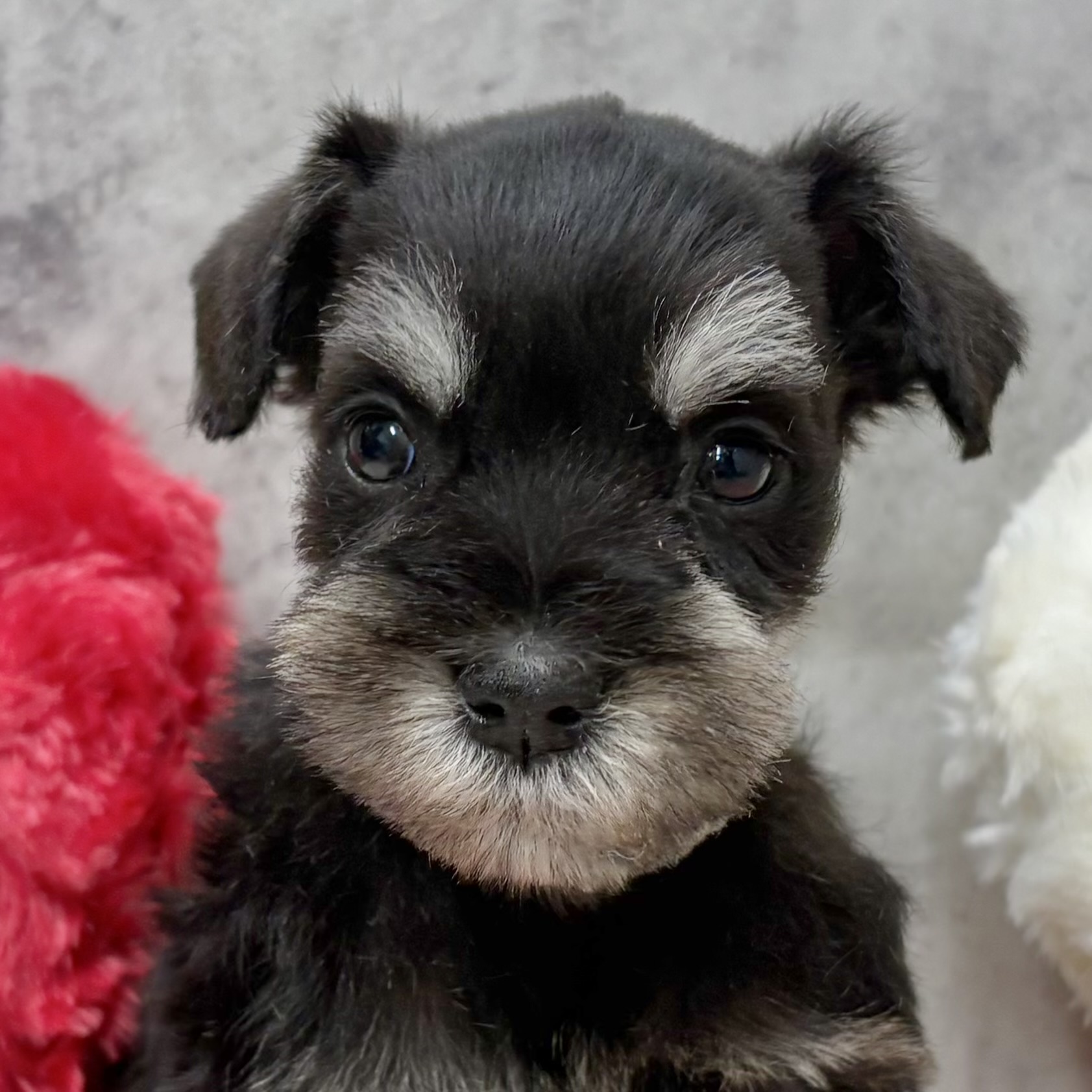 ミニチュアシュナウザー男の子の写真