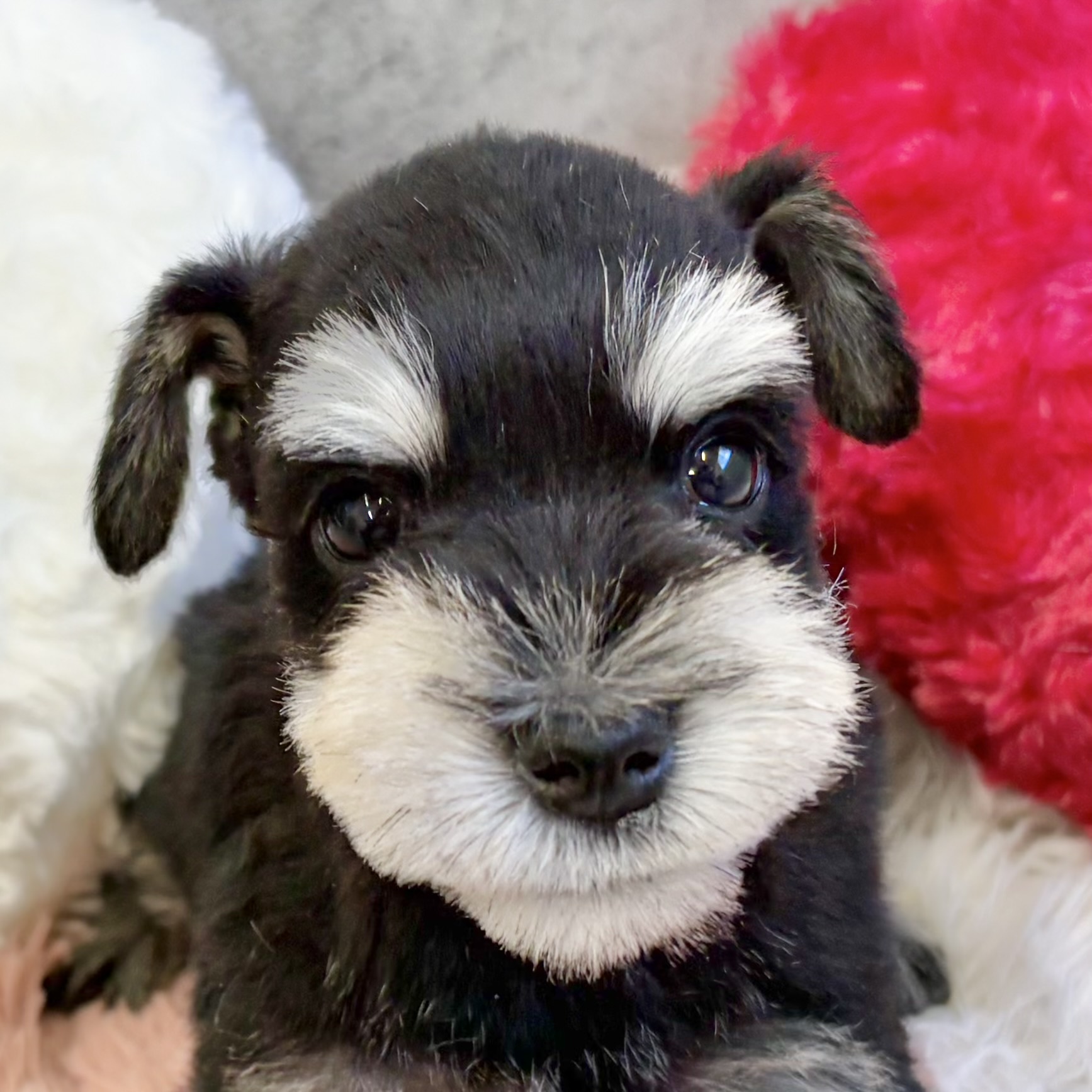 ミニチュアシュナウザー女の子の写真