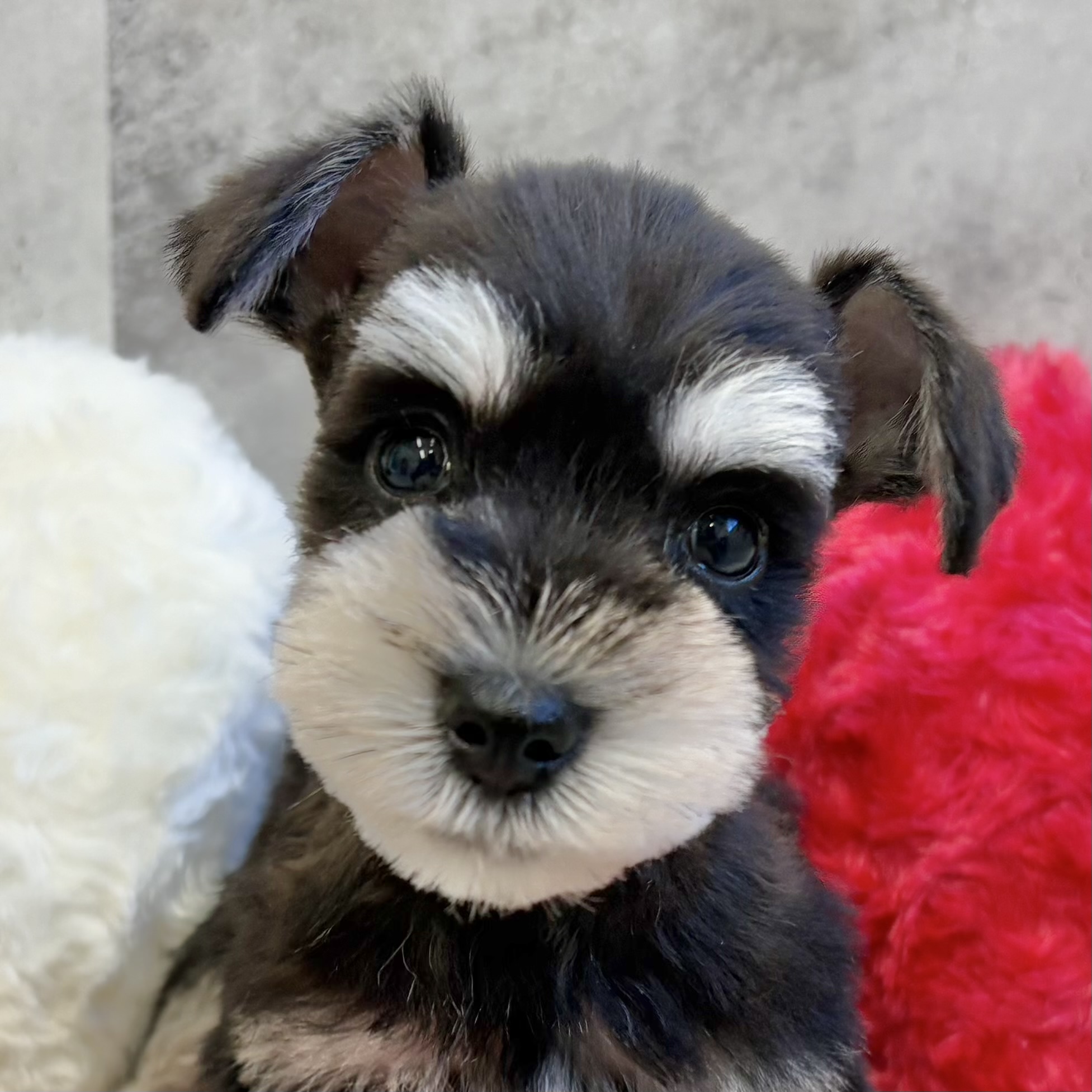 ミニチュアシュナウザー女の子の写真