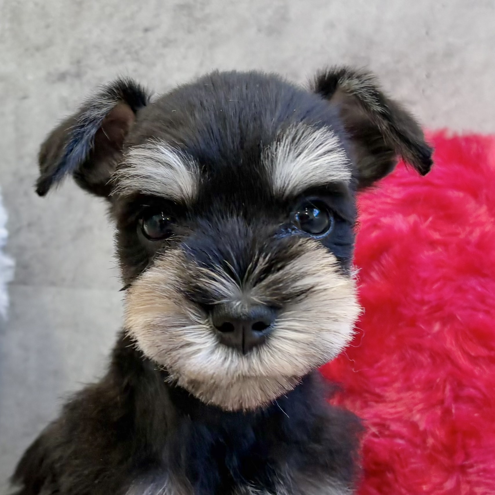 ミニチュアシュナウザー女の子の写真