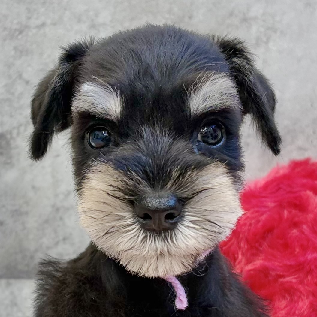 ミニチュアシュナウザー男の子の写真