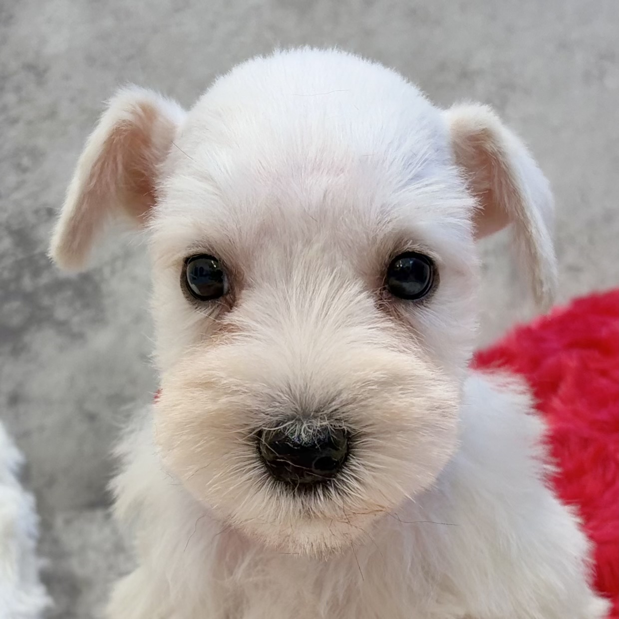 ミニチュアシュナウザー男の子の写真