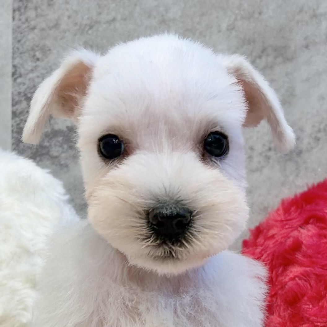 ミニチュアシュナウザー男の子の写真