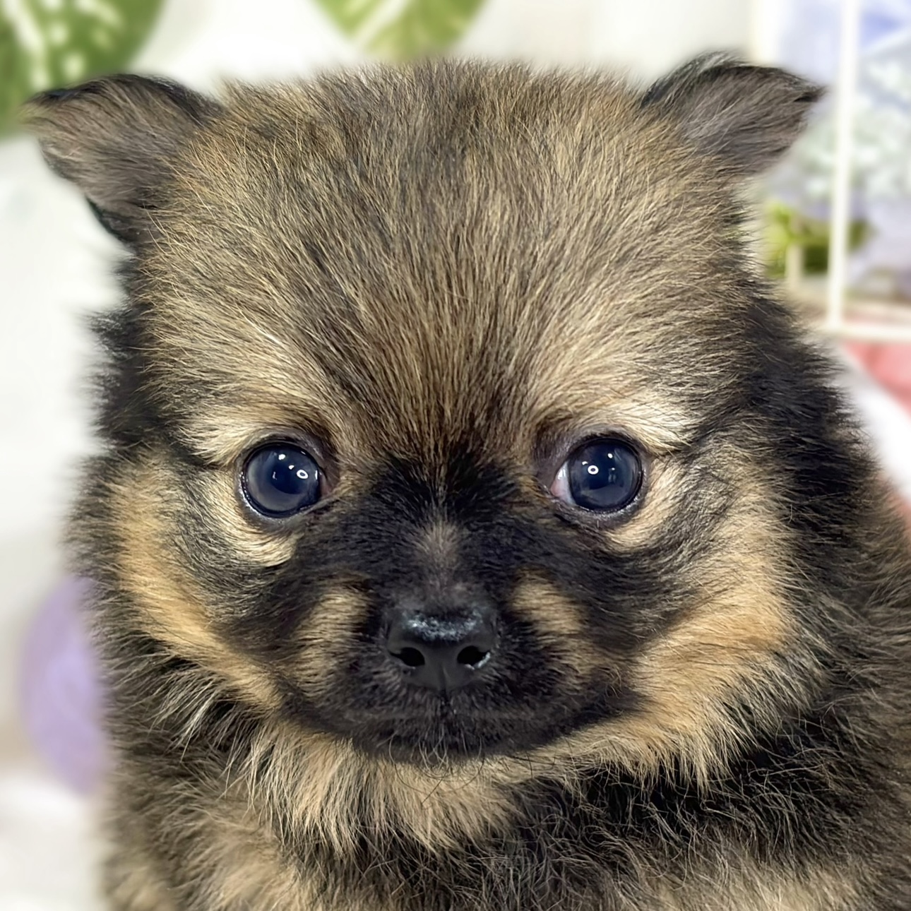 ハーフ犬男の子の写真