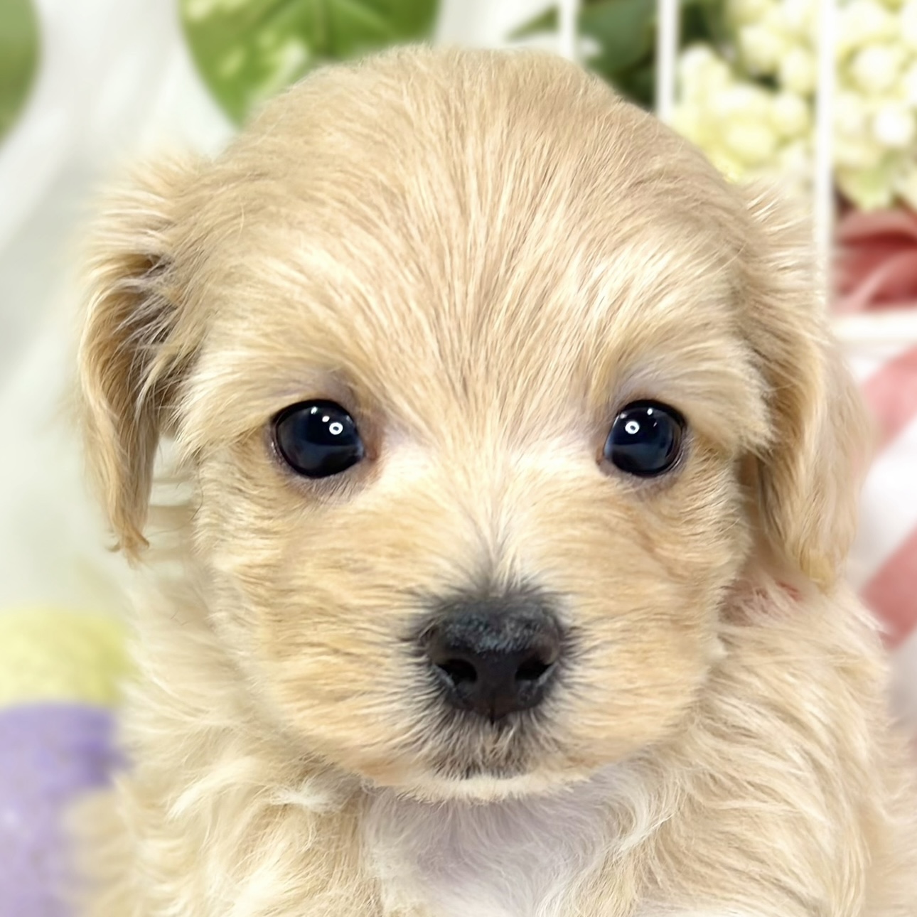 ハーフ犬女の子の写真