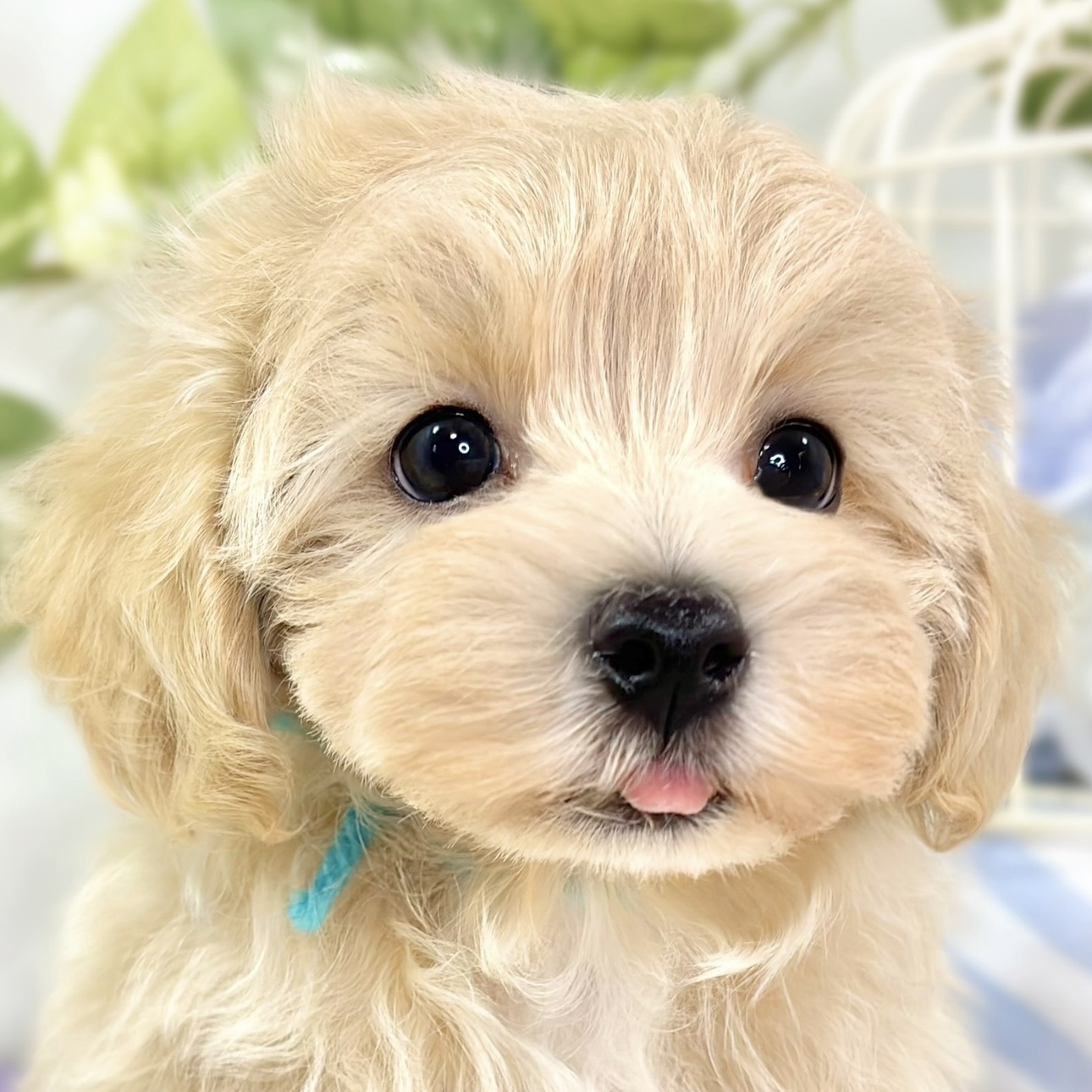 ハーフ犬男の子の写真