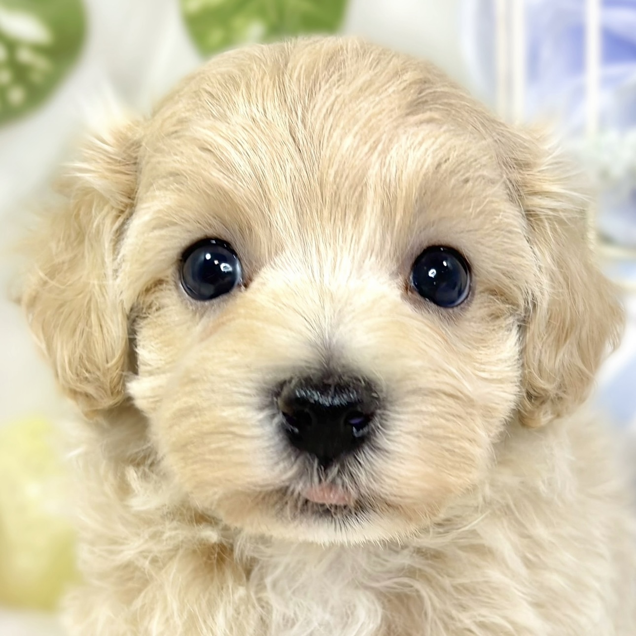 ハーフ犬男の子の写真