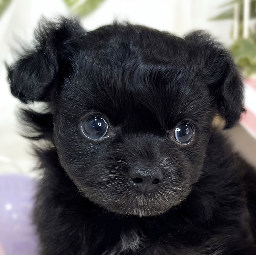 ハーフ犬女の子の写真