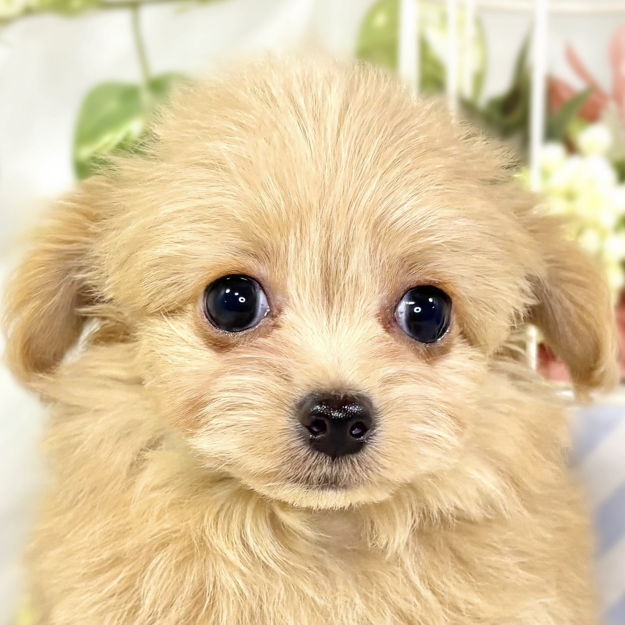 ハーフ犬女の子の写真