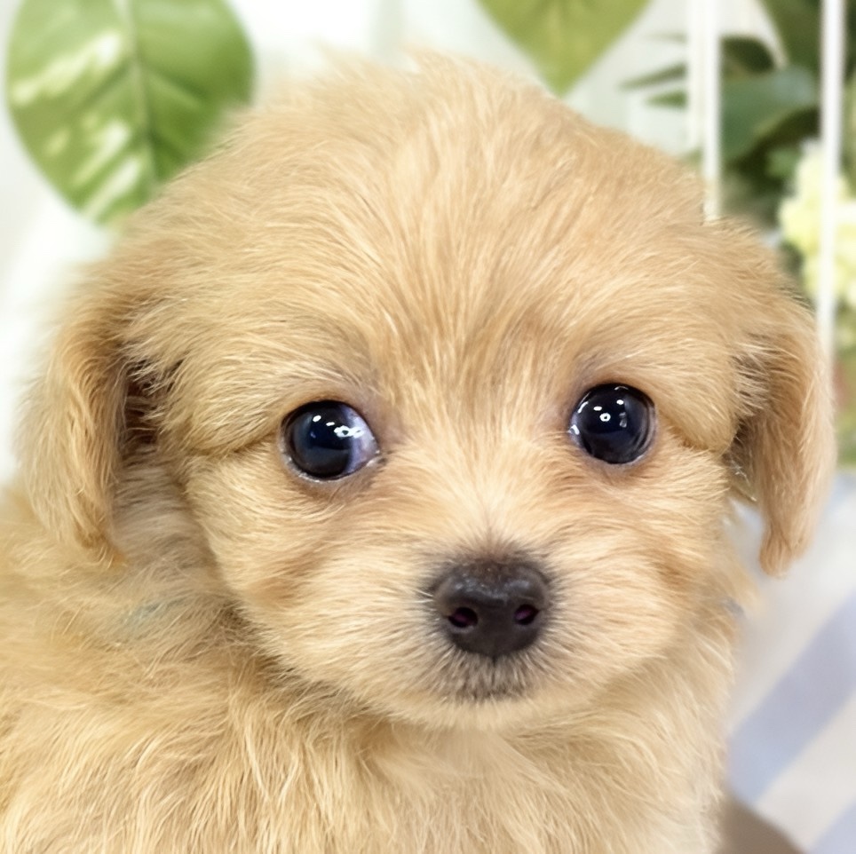 ハーフ犬女の子の写真