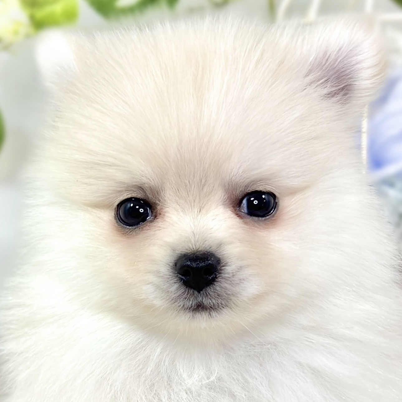 ポメラニアン男の子の写真