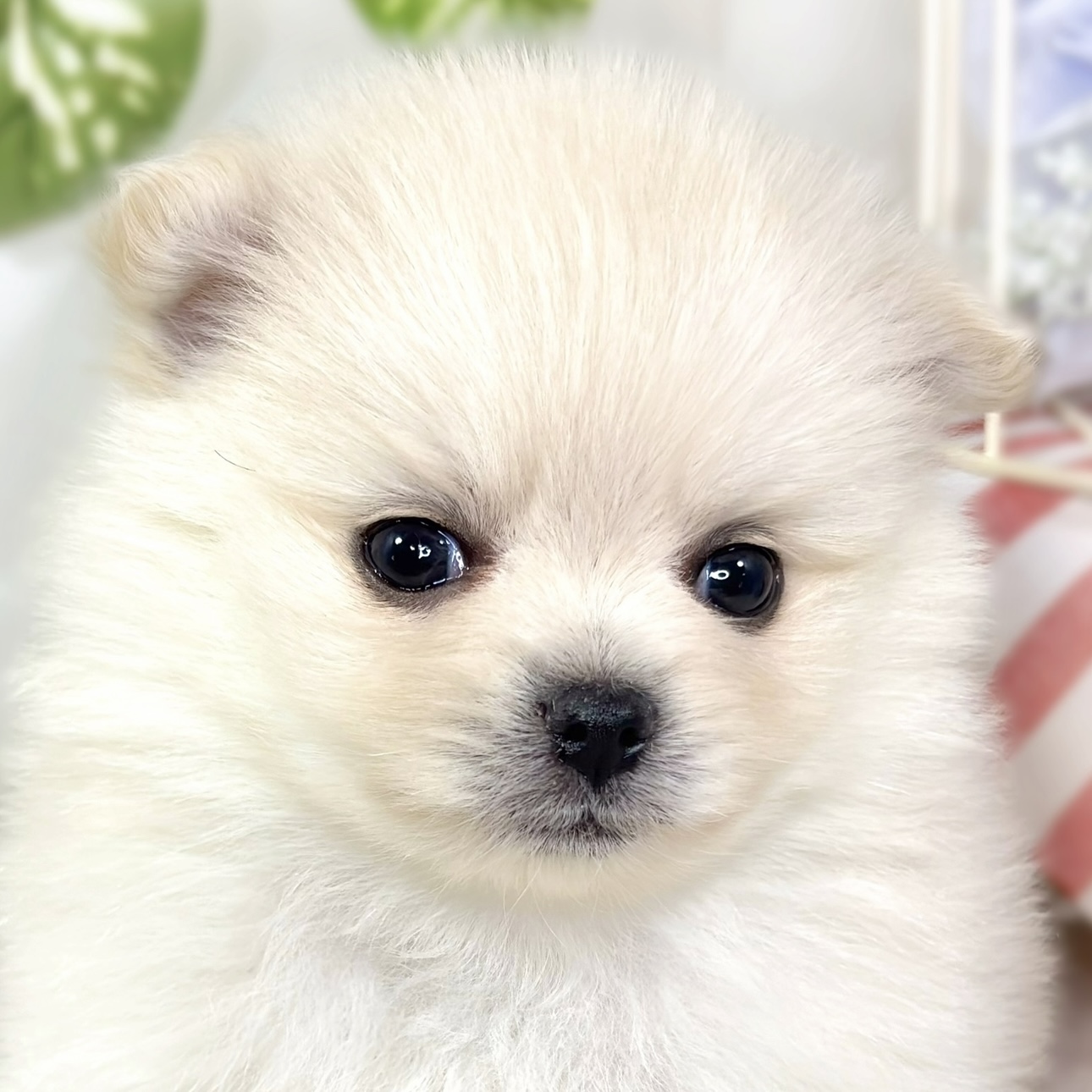 ポメラニアン男の子の写真