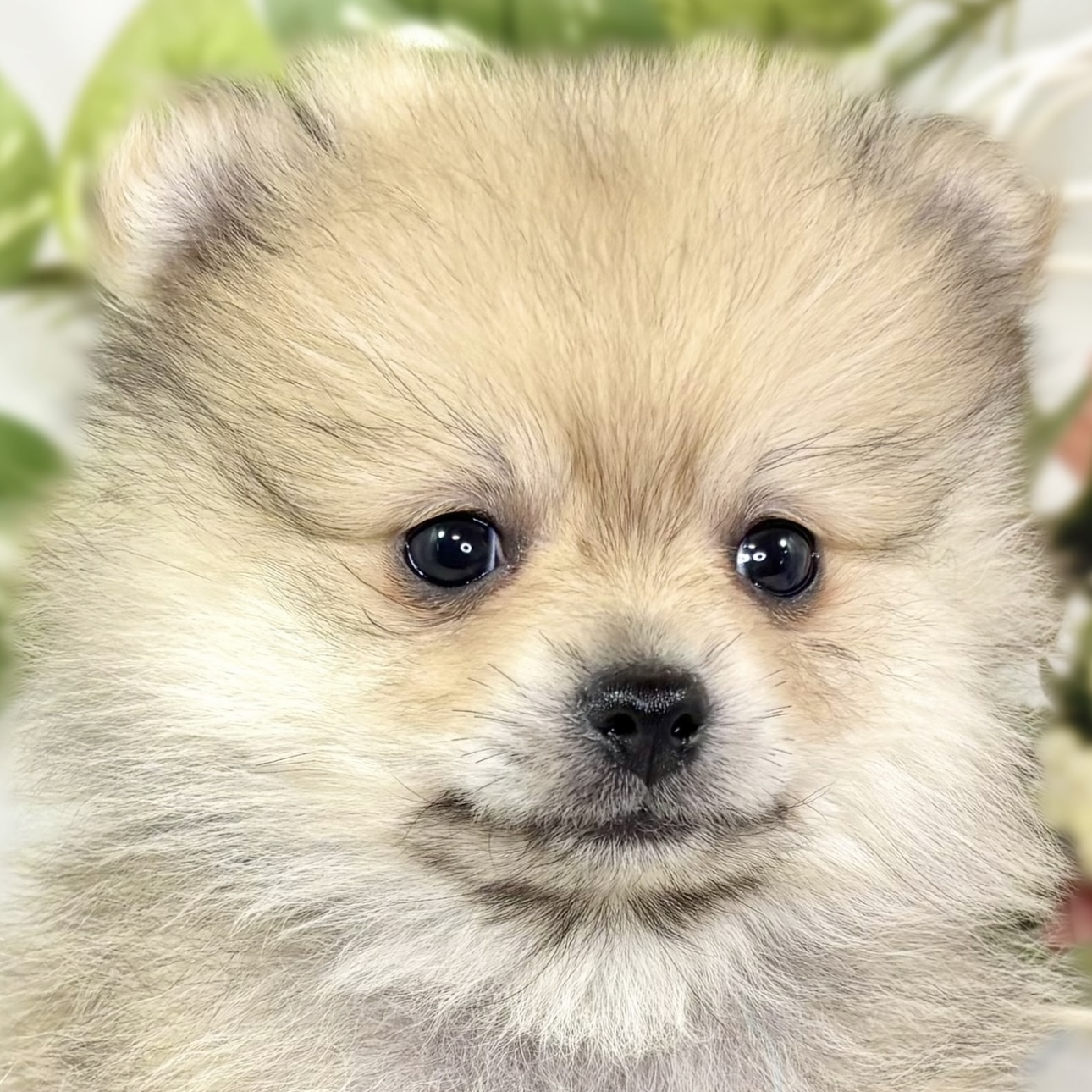 ポメラニアン女の子の写真