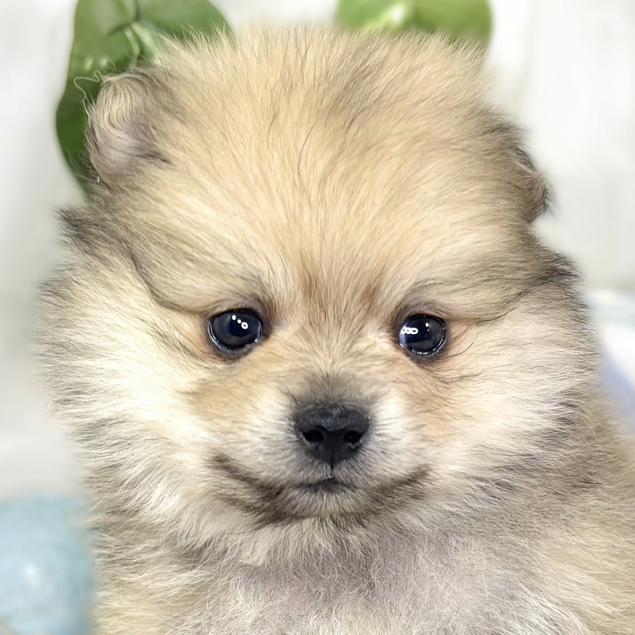 ポメラニアン女の子の写真