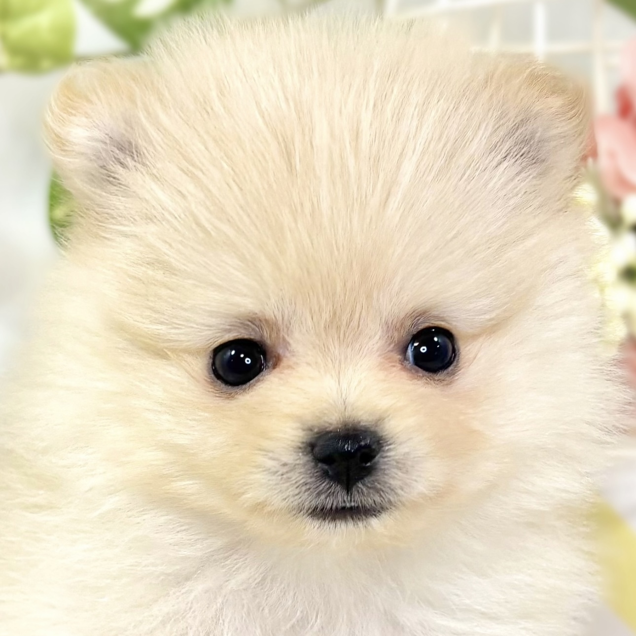 ポメラニアン女の子の写真