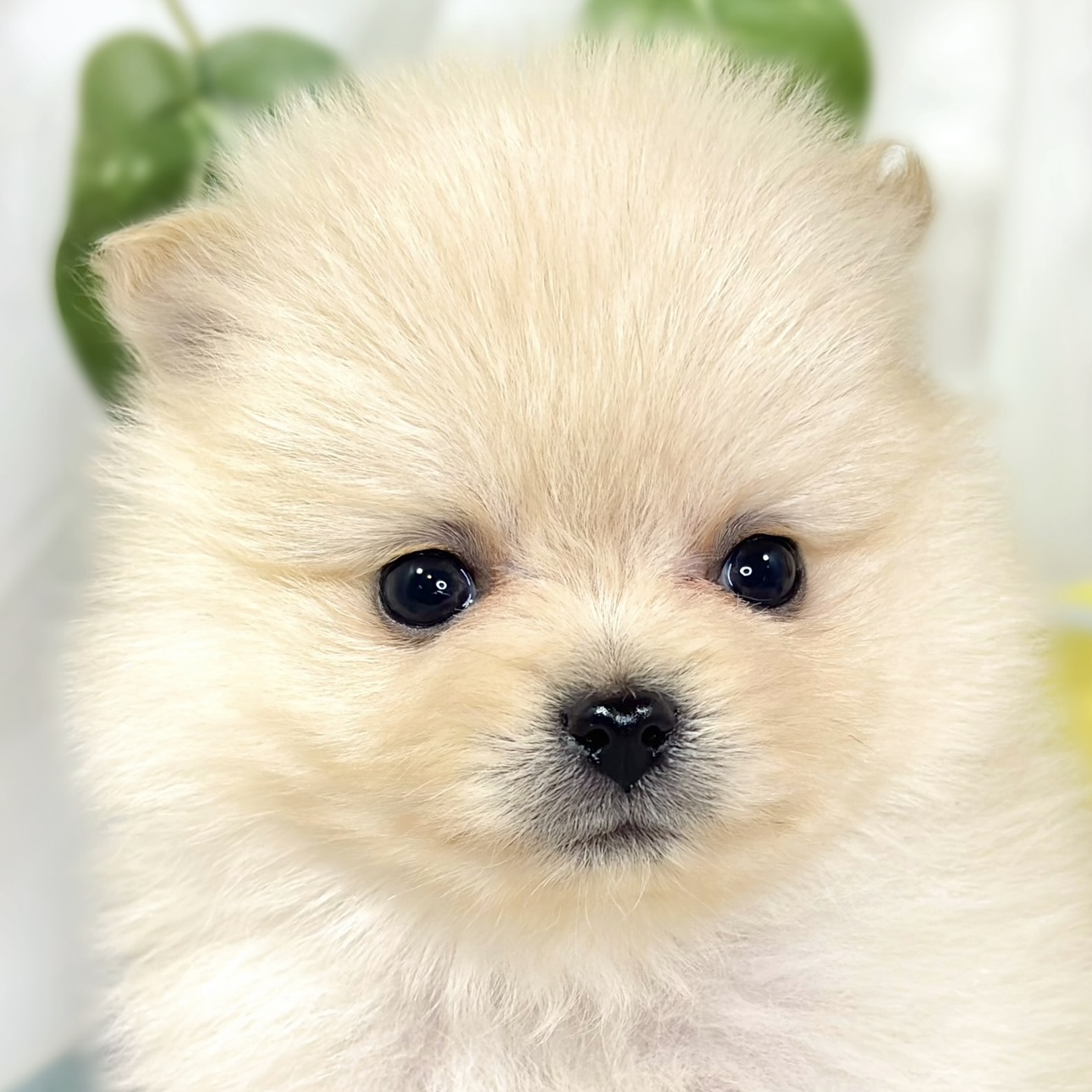 ポメラニアン女の子の写真