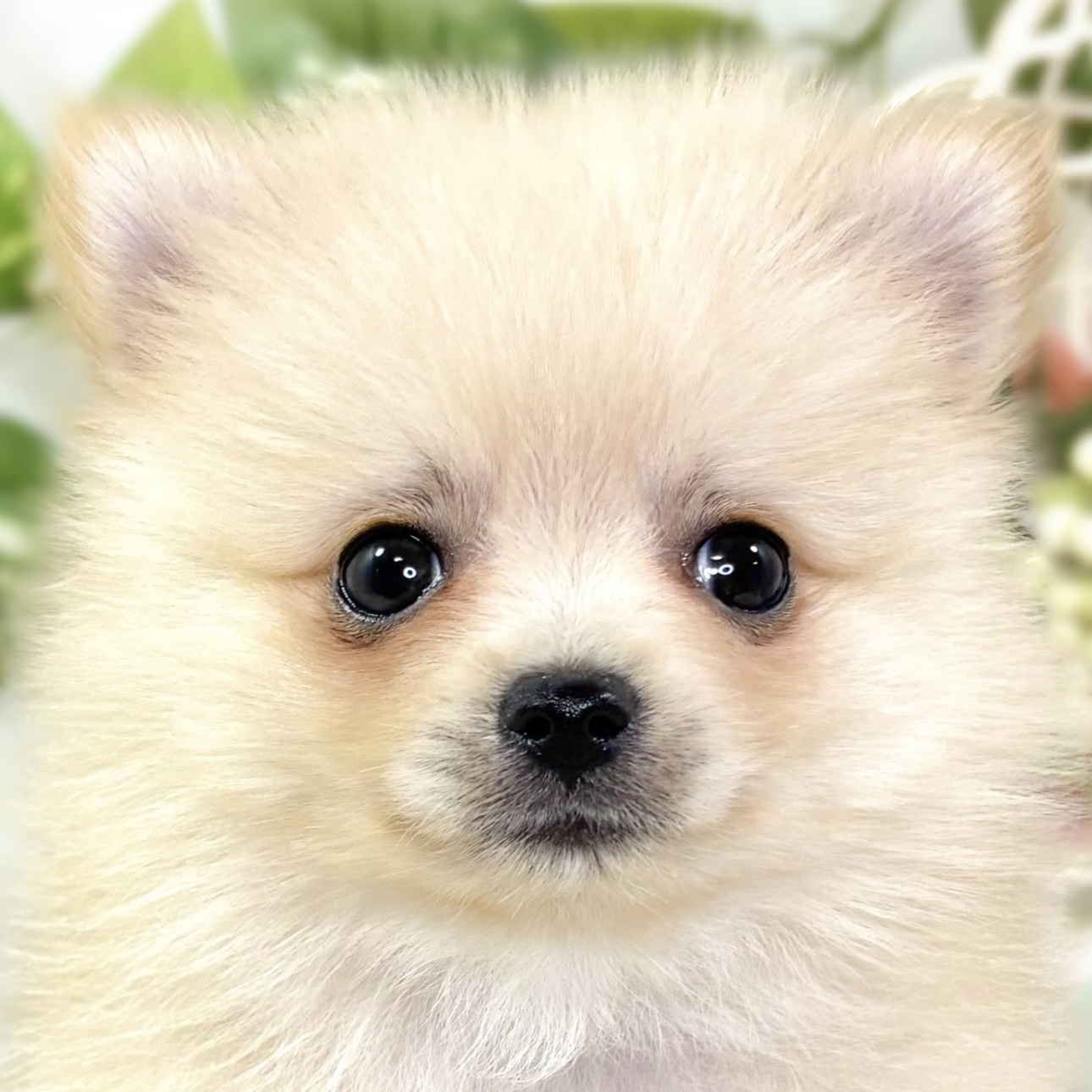 ポメラニアン女の子の写真